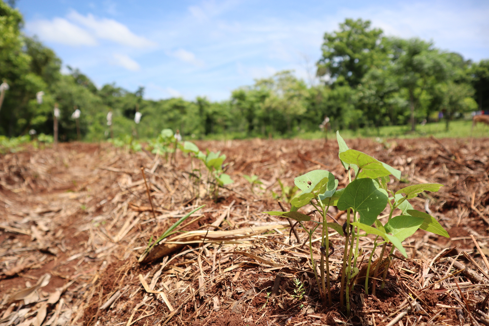Agroekoloji, ekoloji, tarım, dünya, gelecek, sürdürülebilirlik