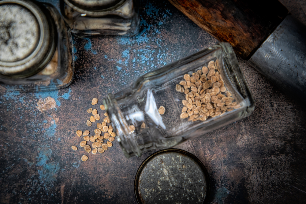 tohum, ata tohumu, tarım, gelecek, dünya, gezegen, sürdürülebilirlik