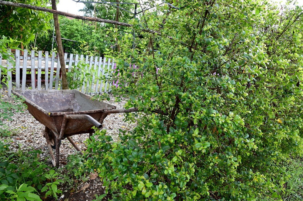 bahçe, ev, dekorasyon, sürdürülebilir, ekolojik