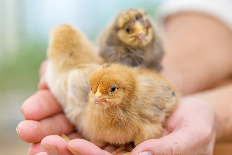 Çevre Köylere Minik Bir Gezinti