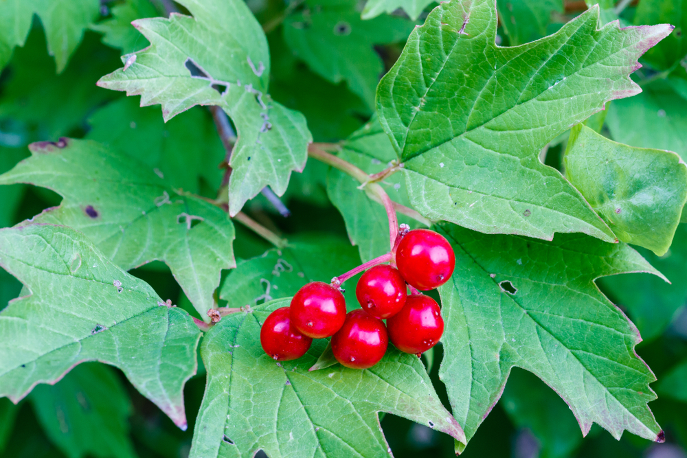 gilaburu, meyve, içecek, sağlık