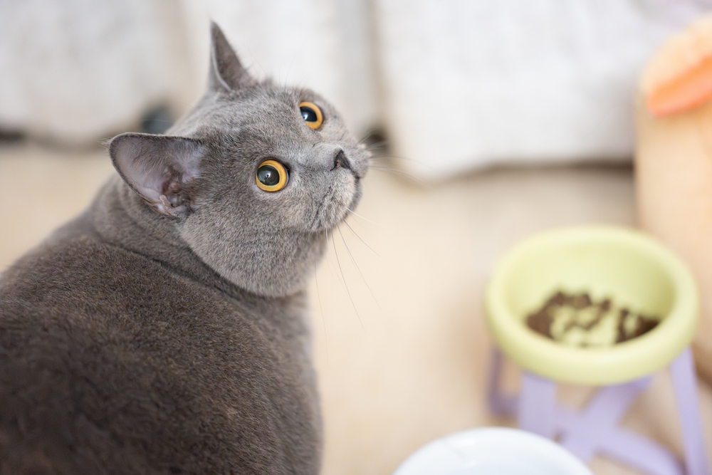 kedi, mama, besleme, pet, ev