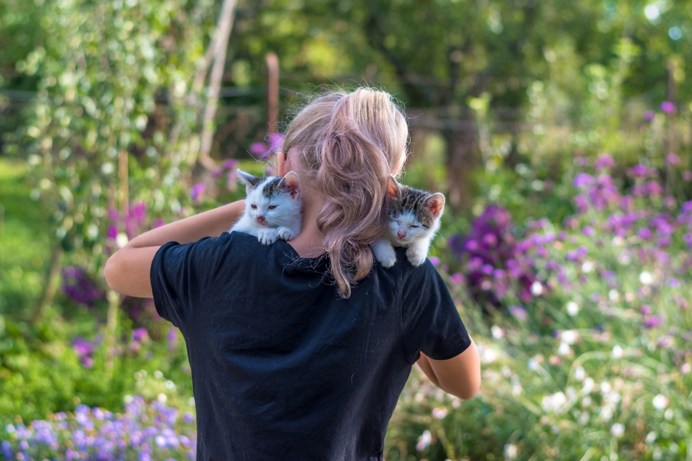 ked, hayvan, pet, sevgi, ev, besleme, evcil