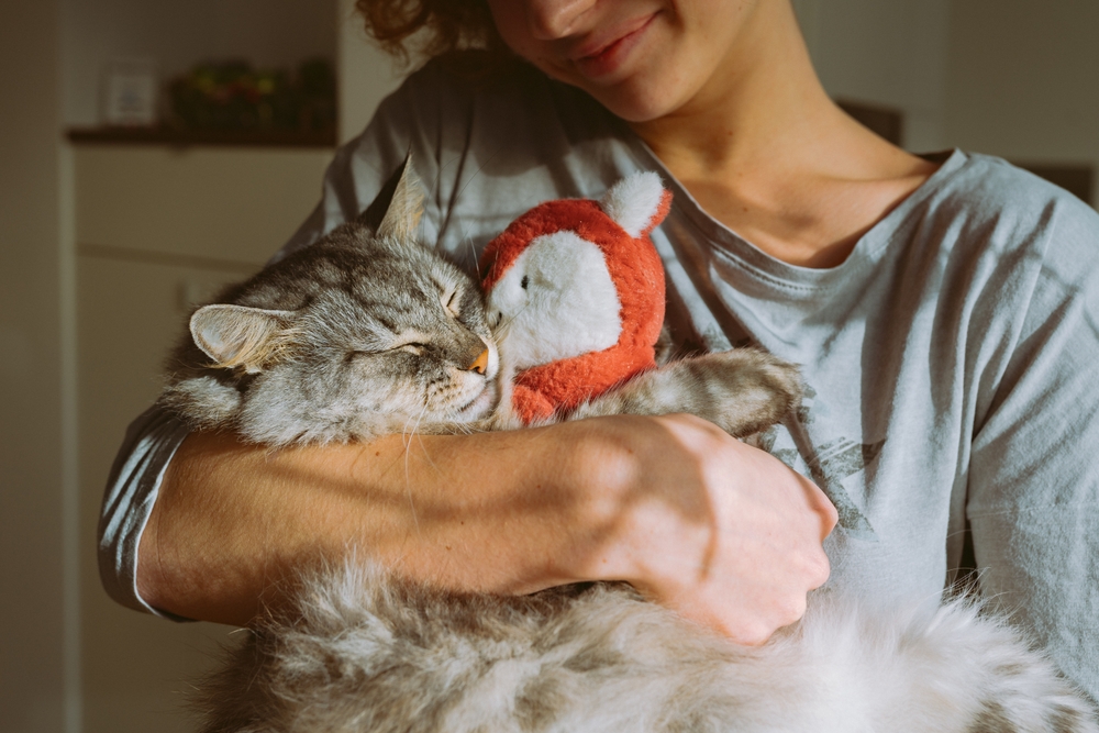 ked, hayvan, pet, sevgi, ev, besleme, evcil