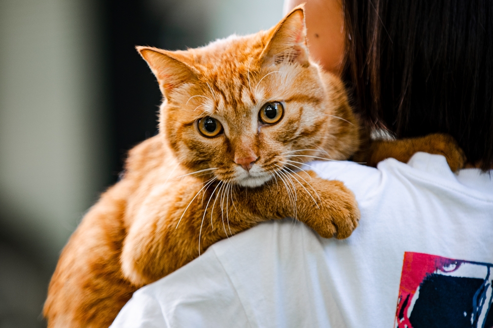 ked, hayvan, pet, sevgi, ev, besleme, evcil