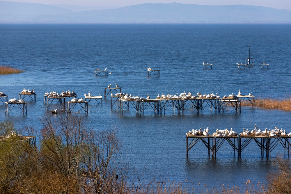 kuş, göç, izleme, doğa, çevre, fotoğraf