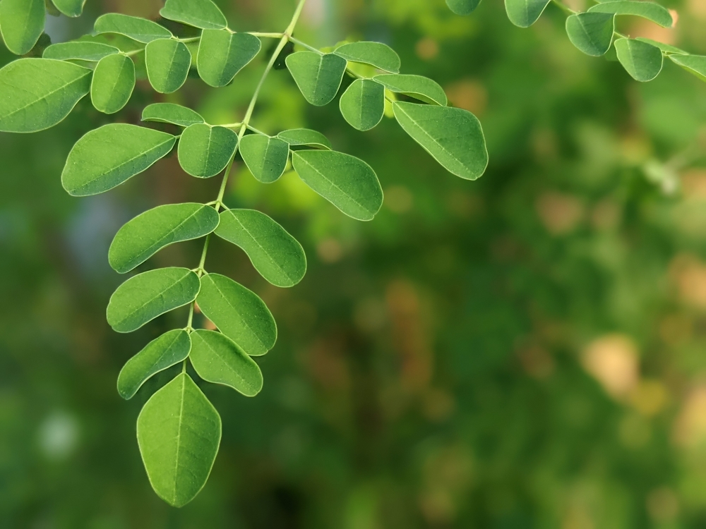 moringa, bitki, sağlık