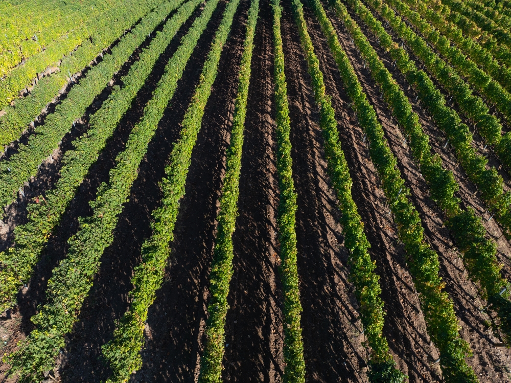 nisan, bağ, bap bozumu, rota, lokasyon, türkiye, şarap