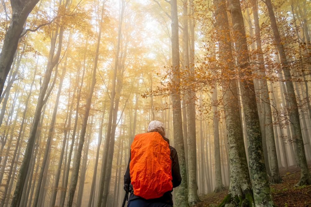 orman, yürüyüş, rota, gezi