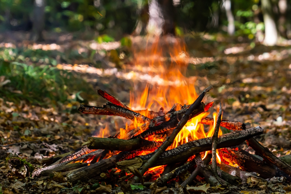 orman, doğa, çevre, gezegen, dünya, koruma, sürdürülebilirlik