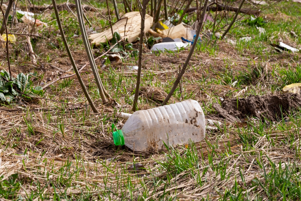 orman, doğa, çevre, gezegen, dünya, koruma, sürdürülebilirlik