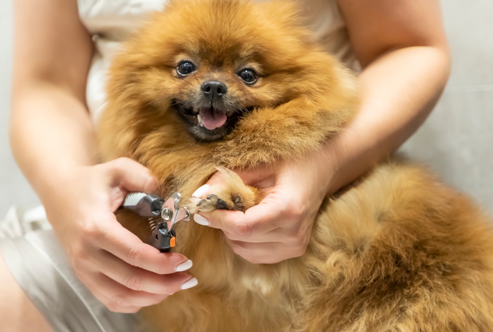 sokak, hayvan, sahiplenme, sevgi, canlı