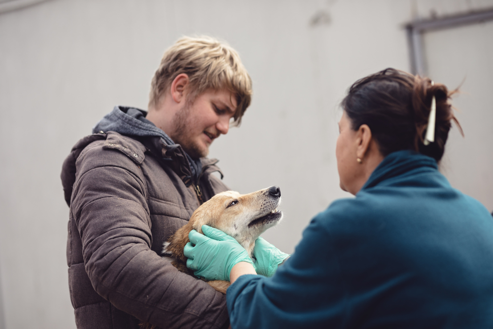 sokak, hayvan, hayvanlar günü, canlı, yardım