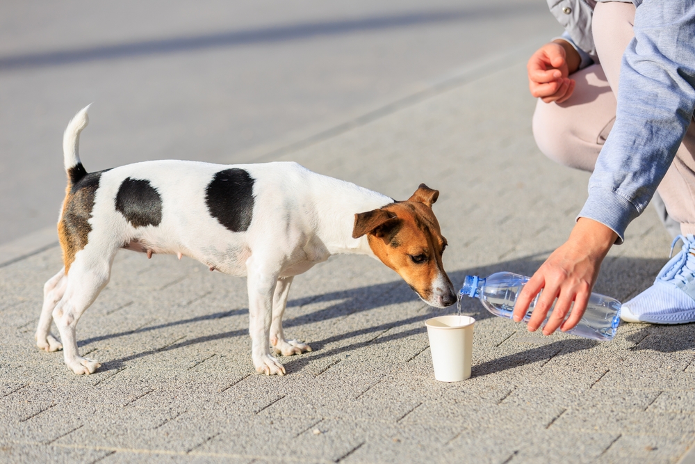 sokak, hayvan, hayvanlar günü, canlı, yardım