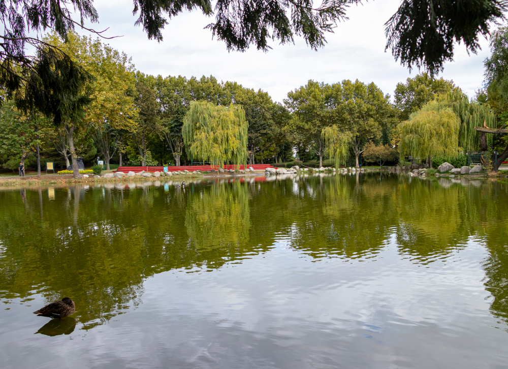 uçurtma, aile, çocuk, eğlence, açıkhava, aktivite