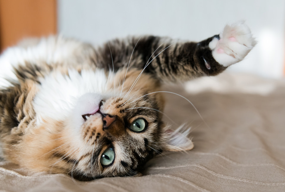 Yumuş Yumuş Bir Kedi