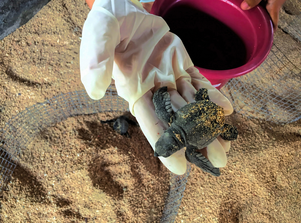 deniz, sahil, canlı, hayat, yaşam, doğa, çevre, koruma