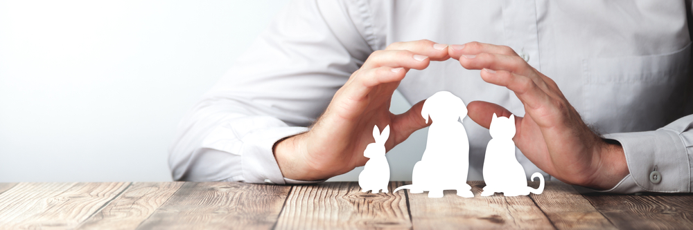 hayvan, kedi, köpek, kuş, sağlık, yardım, adam, koruma