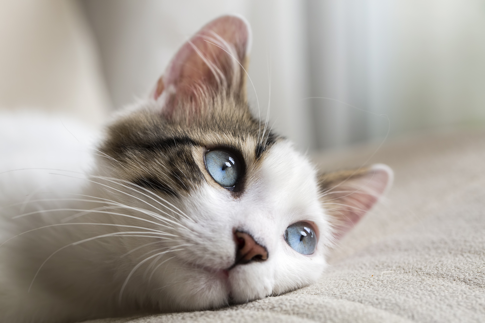 kedi, mavi göz, hayvan