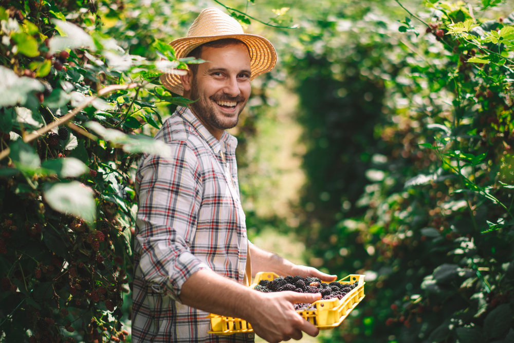 çiftçi, erkek, iş, meslek