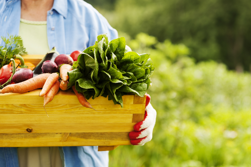 organik, besin, sağlık, yiyecek, tarım