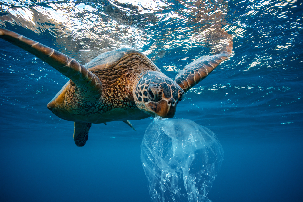 plastik, plastik poşet, çevre, dünya, koruma, gelecek, deniz, kaplumbağa