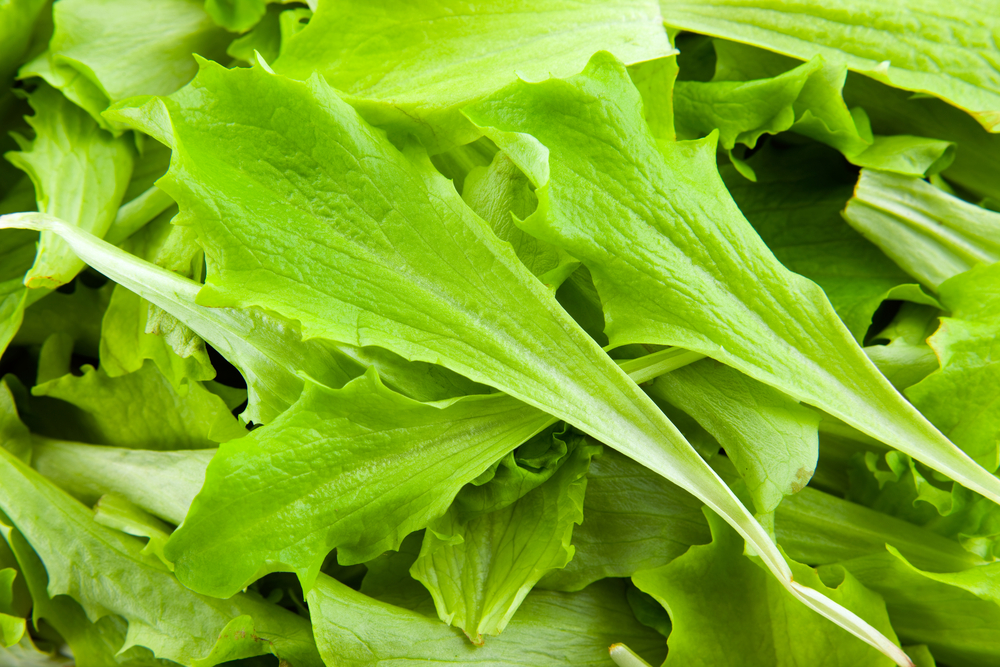 besin, beslenme, sıfır, kalori, sağlık, roka