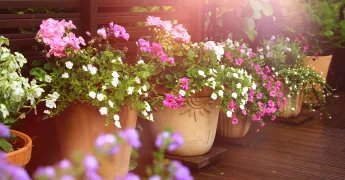 Evde Balkon Bahçesiyle Küçük Bir Ekosistem Kurmak