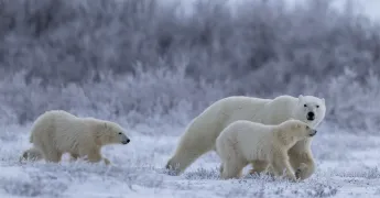 Buzulların Eriyip Gitmesinden Daha Fazlası: Kutup Ayıları Bize Ne Anlatıyor?