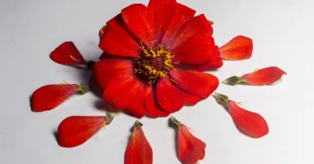 Aynı Renk, Farklı Anlamlar: Kültürler Renkleri Nasıl Okuyor?