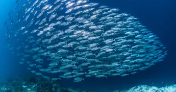 Denizlerimizi Nasıl Daha Sürdürülebilir Hale Getiririz?