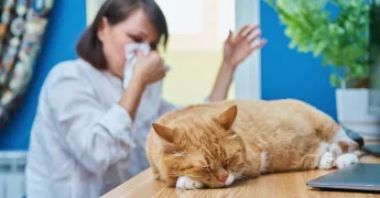 Kedi Alerjisini Engellemenin Yolları