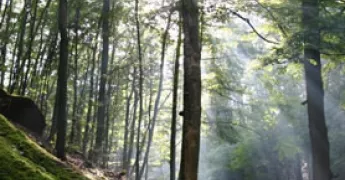 Doğanın Uyanışı