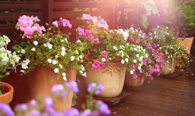 Evde Balkon Bahçesiyle Küçük Bir Ekosistem Kurmak