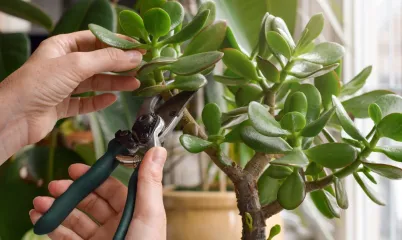 İç Mekan Havasını Temizlemek İçin Doğal Bitkiler