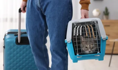 En İyi Kedi Otelleri