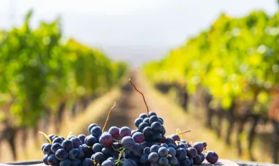 Nisan’da Bağ Bozumu: Türkiye’nin Gizli Şarap Rotaları