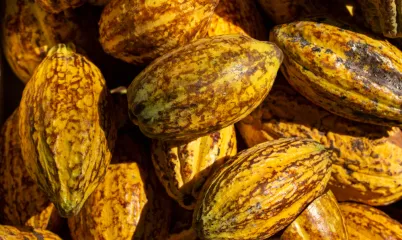 Çikolatalar Konusunda Ne Kadar Bilgilisin?