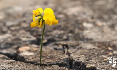 Rağmenlere Rağmen Başarmak / Despite It All, We Move Forward