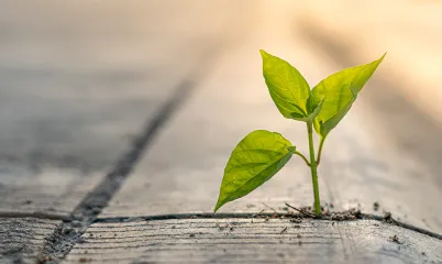 Betondan Toprağa: Şehirde Kök Salan Yeşil Alışkanlıklar