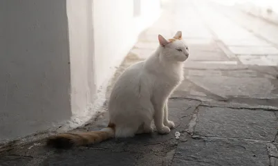 Şehrin Sakinleri: Sokak Hayvanlarıyla Uyumlu ve Sürdürülebilir Bir Kent Yaşamı