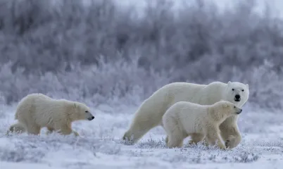 Buzulların Eriyip Gitmesinden Daha Fazlası: Kutup Ayıları Bize Ne Anlatıyor?