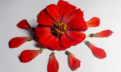 Aynı Renk, Farklı Anlamlar: Kültürler Renkleri Nasıl Okuyor?