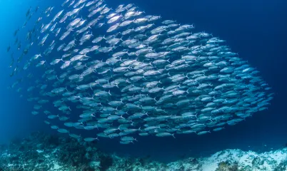 Denizlerimizi Nasıl Daha Sürdürülebilir Hale Getiririz?