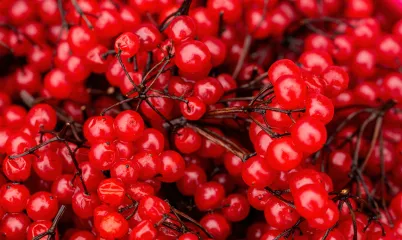 Böbrek Dostu Gilaburunun Faydaları