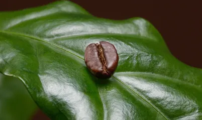 Kahve Kültürüne Ne Kadar Hakimsin?