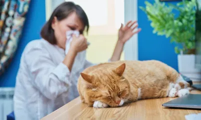 Kedi Alerjisini Engellemenin Yolları