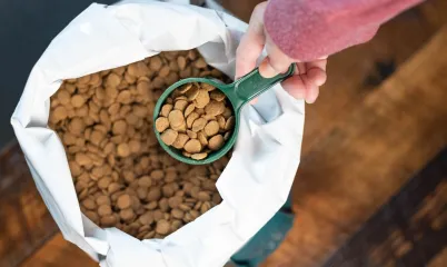 Kedi Maması Seçerken Nelere Dikkat Etmelisin?