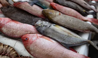 Sürdürülebilir Balık Tüketimi: Hangi Türler Tercih Edilmeli?