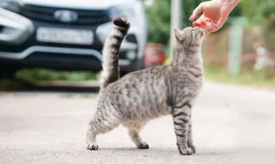 Sokak Hayvanları ve Şehir Hayatı: Daha Yaşanabilir Bir Kent Mümkün mü?